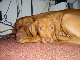 Kettö Mo  2010 161.jpg