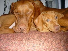 Kettö Mo  2010 176.jpg